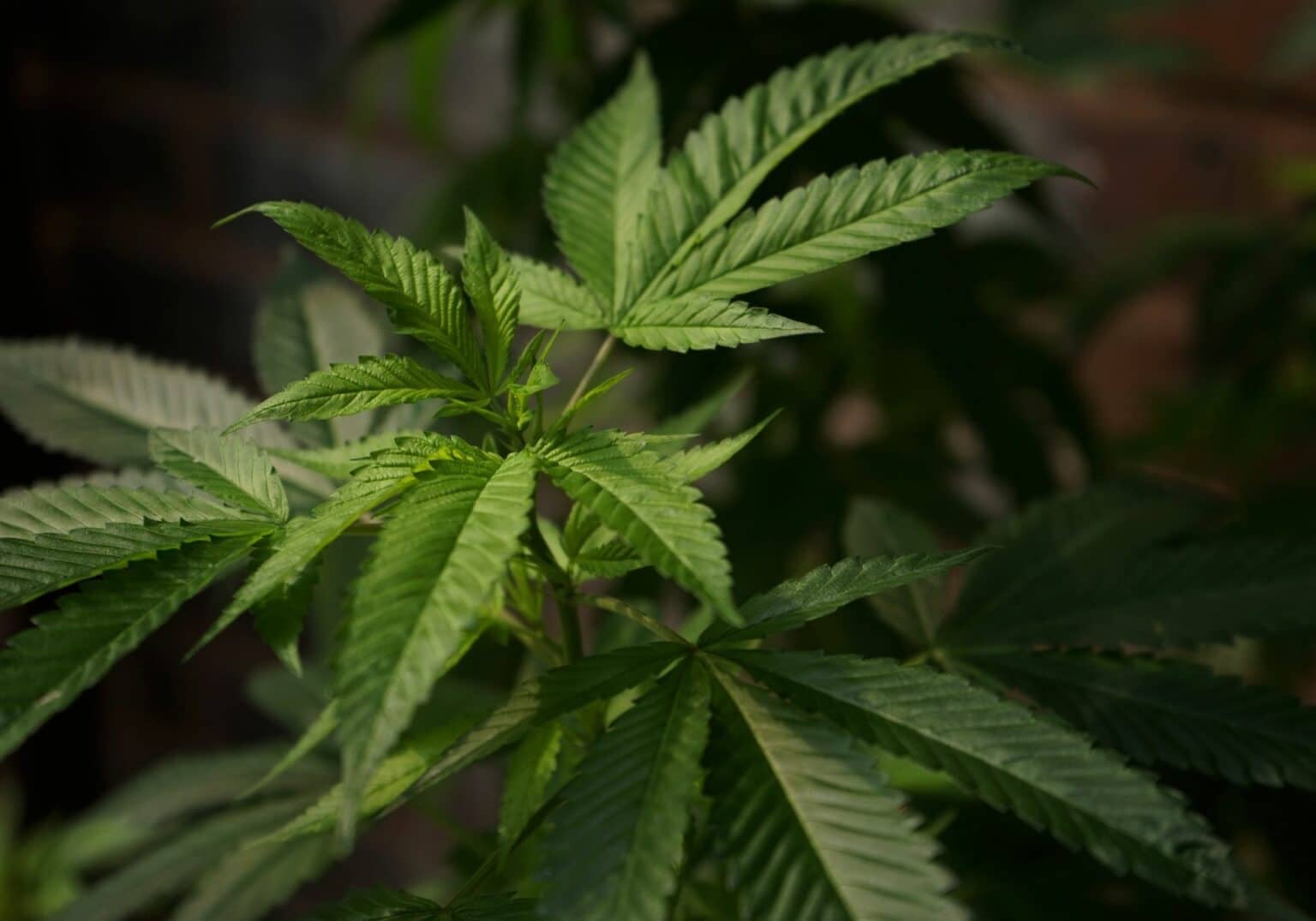 THC (Tetrahydrocannabinol)