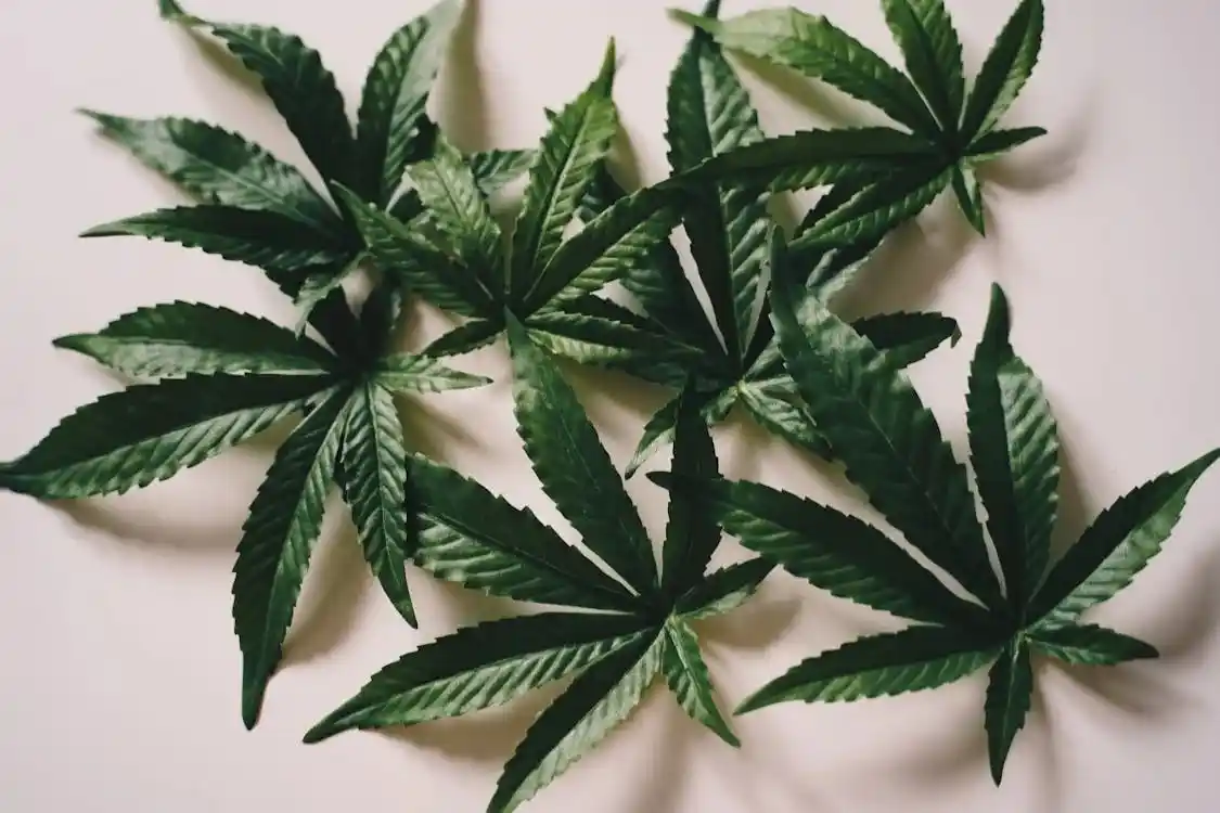 Cannabis Image